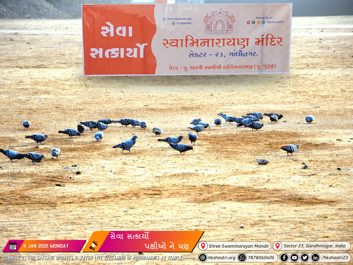 Seva Satkaryo – Bird Feeding