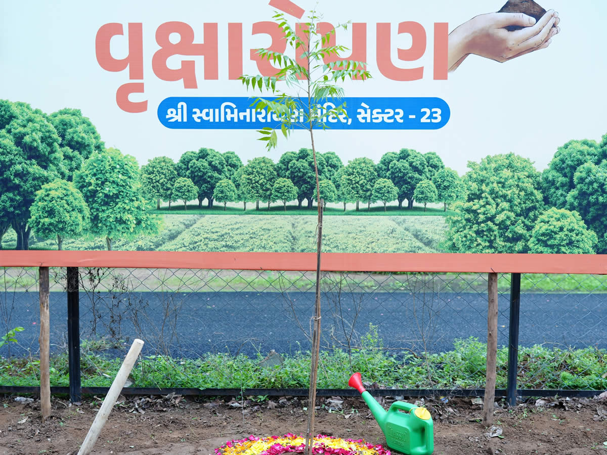 Tree Plantation - 29 Jul 2025